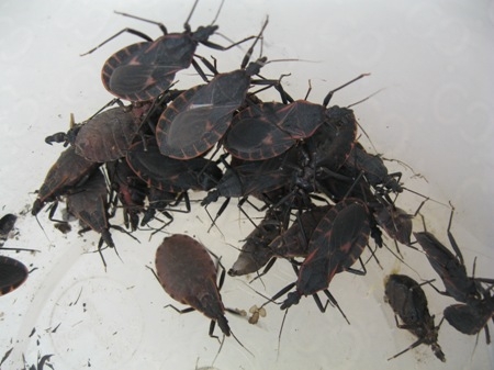 Lai Châu: Ăn bọ xít đen, 1 người tử vong, hơn 20 người cấp cứu
