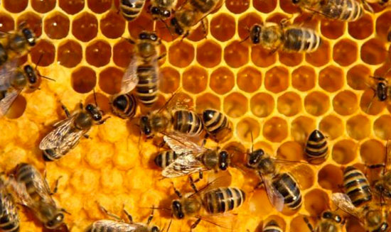 Muốn lấy mật đừng phá tổ ong
